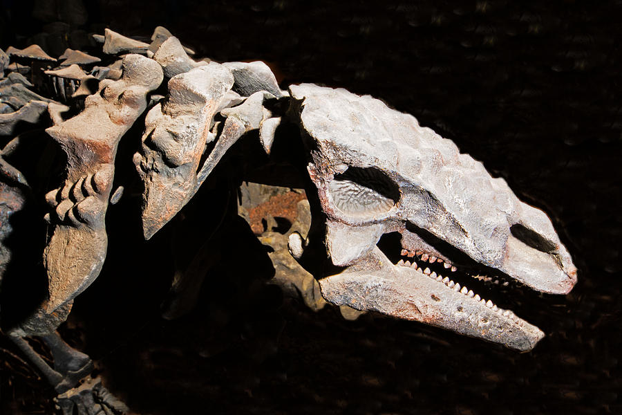Mymoorapelta Maysi Ankylosaur Photograph by Millard H. Sharp