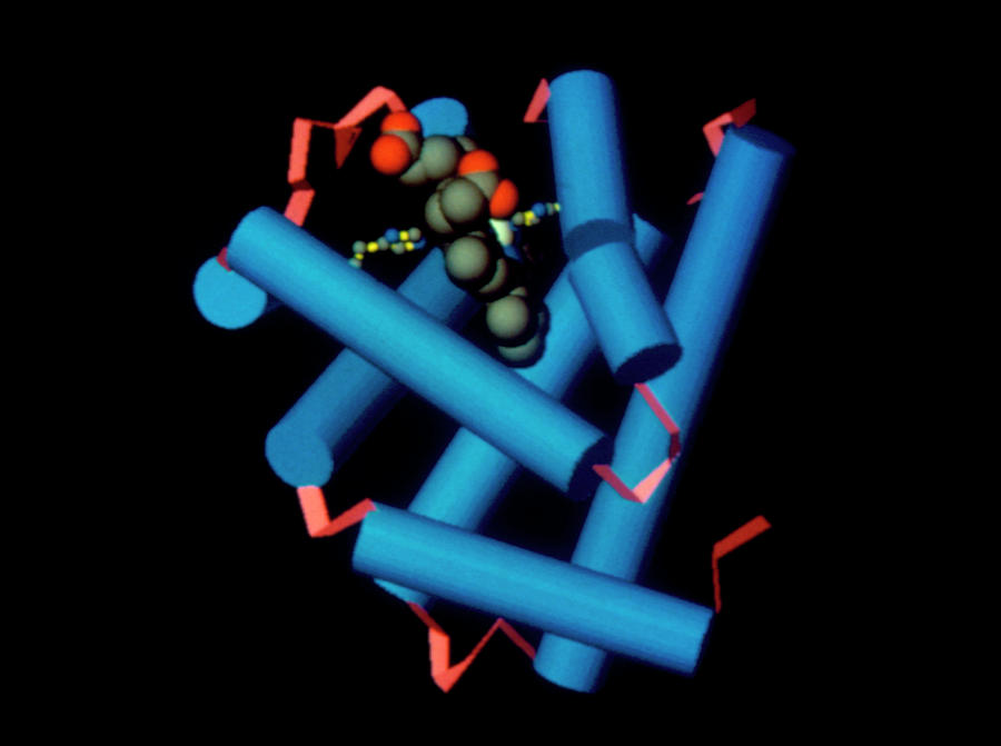 Myoglobin Protein Molecule by Dr Arthur Lesk/science Photo Library