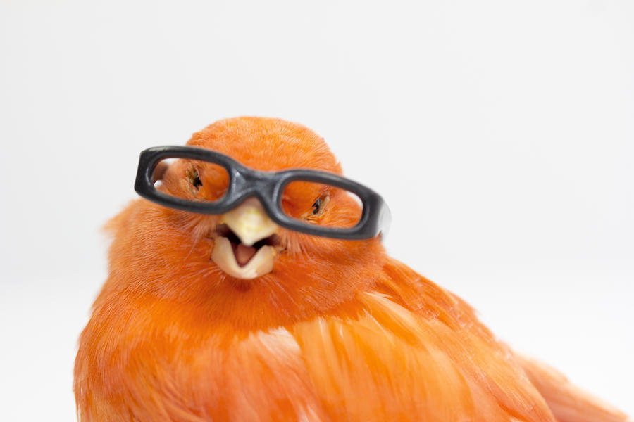 Myopic canary with glasses because he sees wrong Photograph by Fernando Trabanco Fotografía
