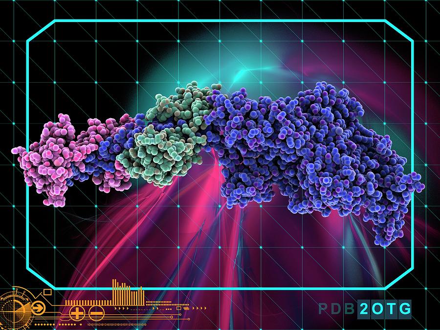 Myosin Molecular Motor Protein Photograph by Laguna Design/science ...