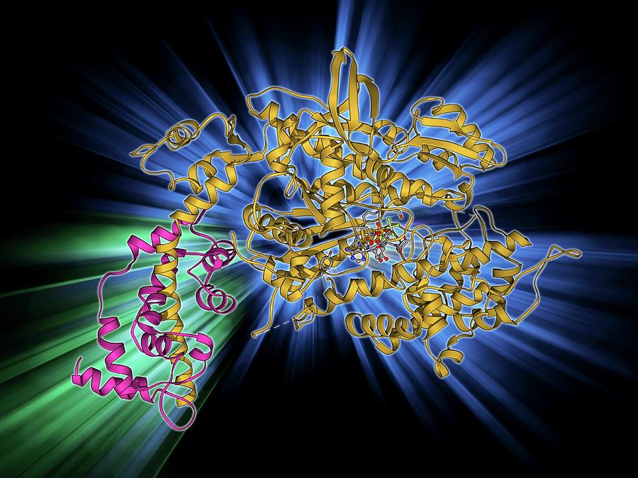Alpha Helix Photograph - Myosin Molecule by Laguna Design