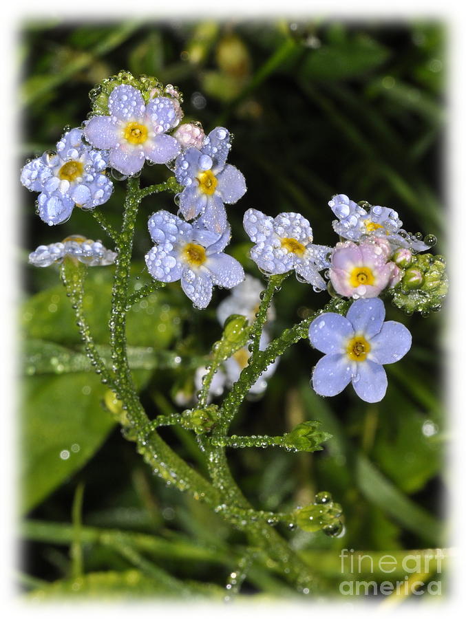 Myosotis Scorpioides With White Border Photograph By Hhelene