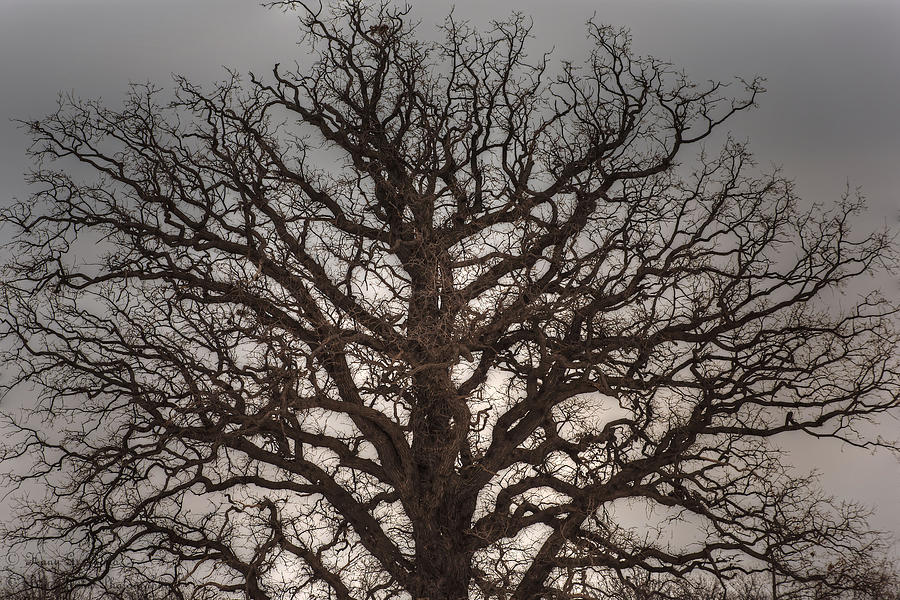 Myrielles Tree Photograph by Hany J