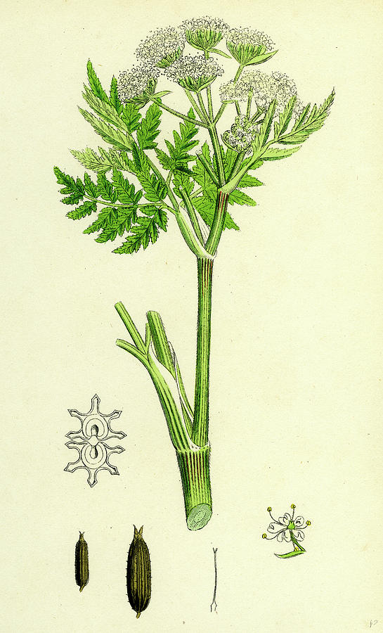 Myrrhis Odorata Sweet Cicely Drawing by English School | Pixels