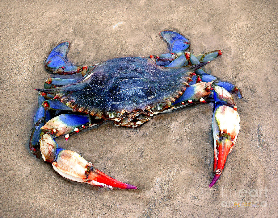 Huntington Beach Digital Art - Myrtle Beach Blue Crab by Jeff McJunkin