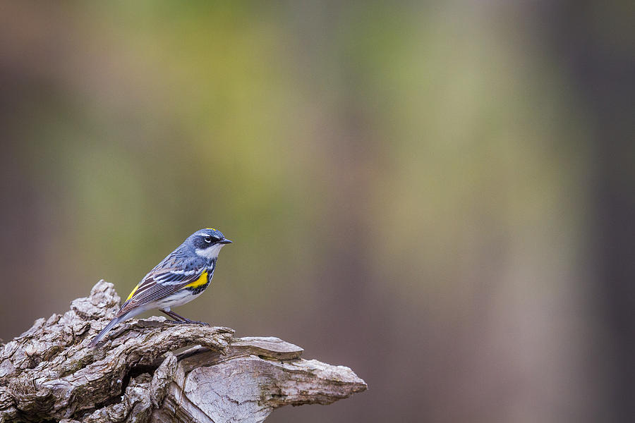 Warbler Photograph - Myrtle Warbler by Chris Hurst