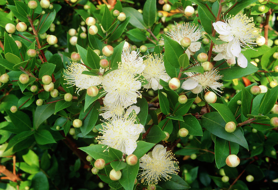 Myrtus Communis. Photograph by Andrew Ackerley/science Photo Library ...