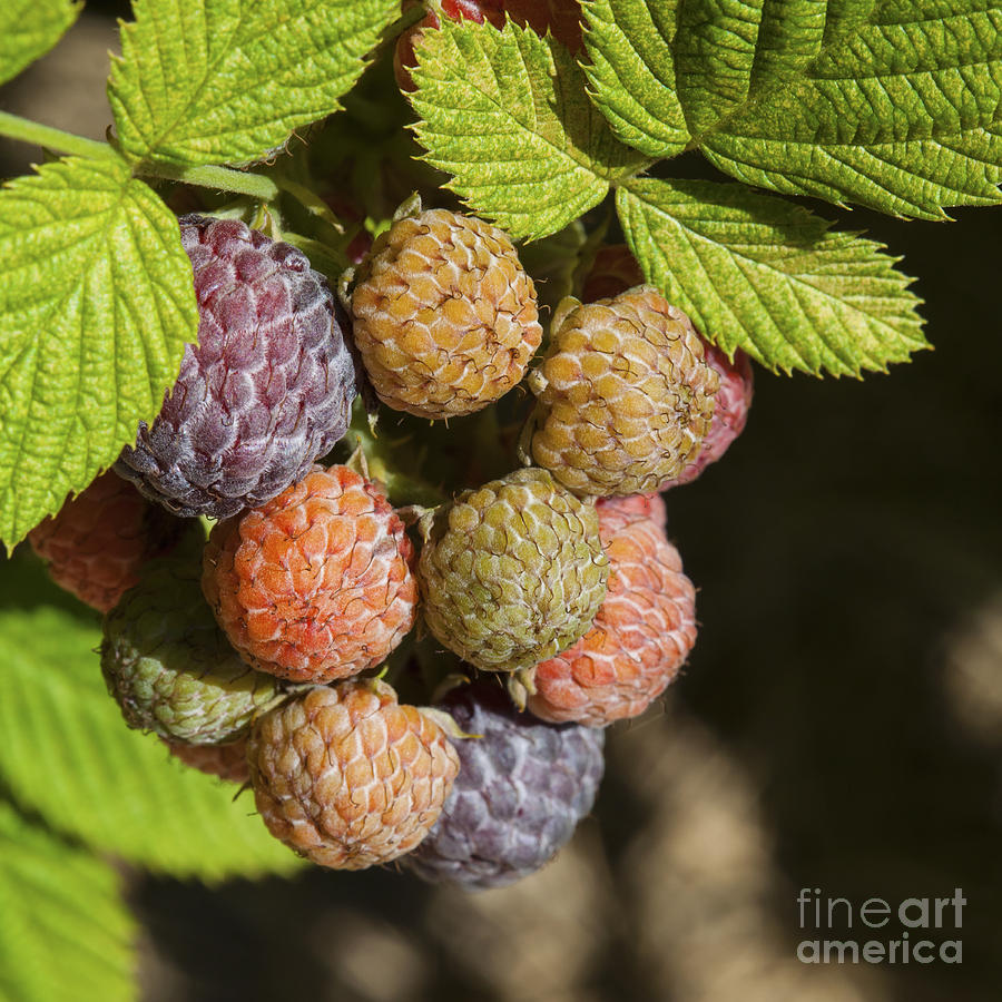 Mysore Raspberries Photograph by Diane Macdonald