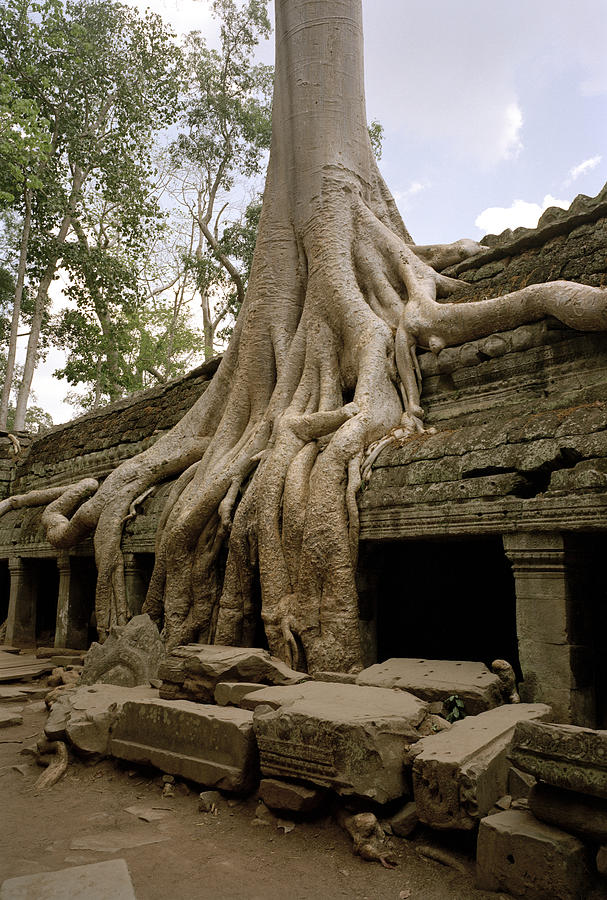 Mysterious Angkor Photograph by Shaun Higson