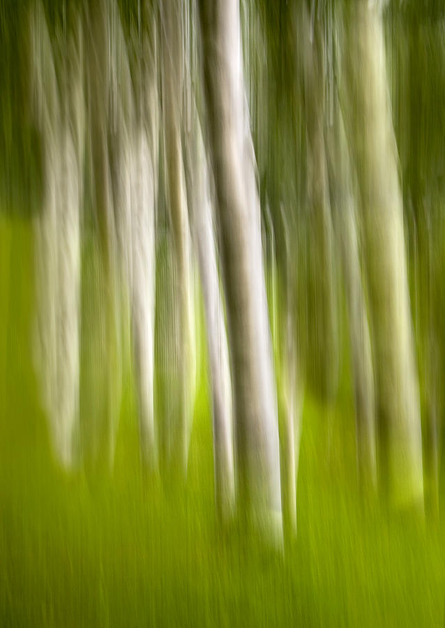 Mysterious Birch Forest Photograph by Paul Schreiber