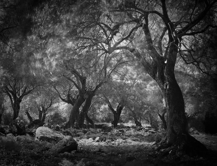 Mysterious Dark Forest Old Olive Vineyard Photograph by Dirk Ercken