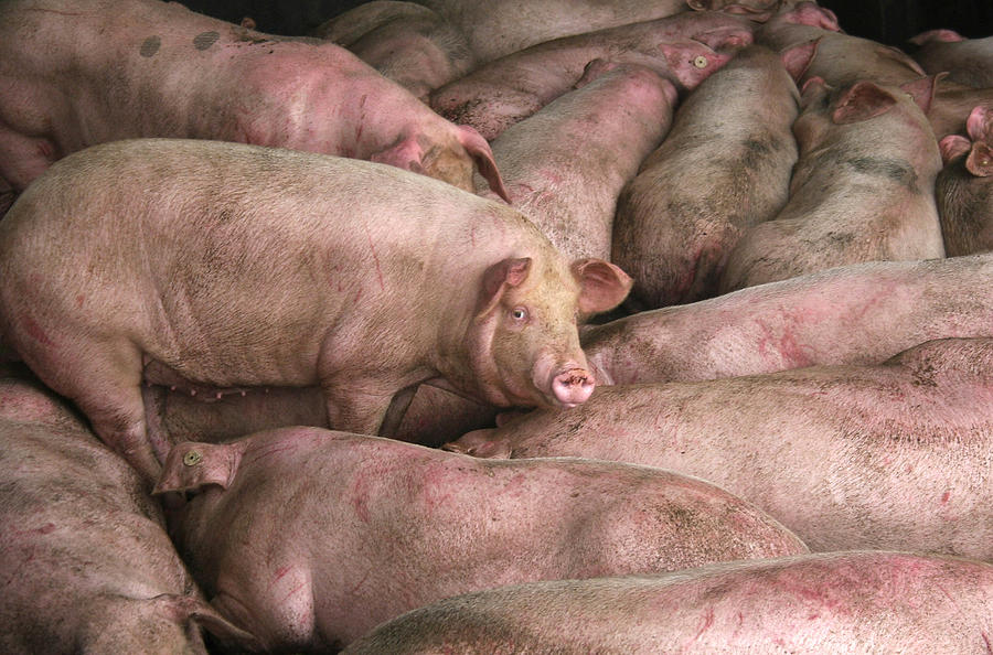 Mysterious Disease Kills At Least 17 In Southwest China Photograph by China Photos Mysterious Disease Kills At Least 17 In Southwest China Photograph by China Photos