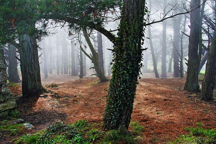 Nature Photograph - Mysterious Forest  by Aidan Moran
