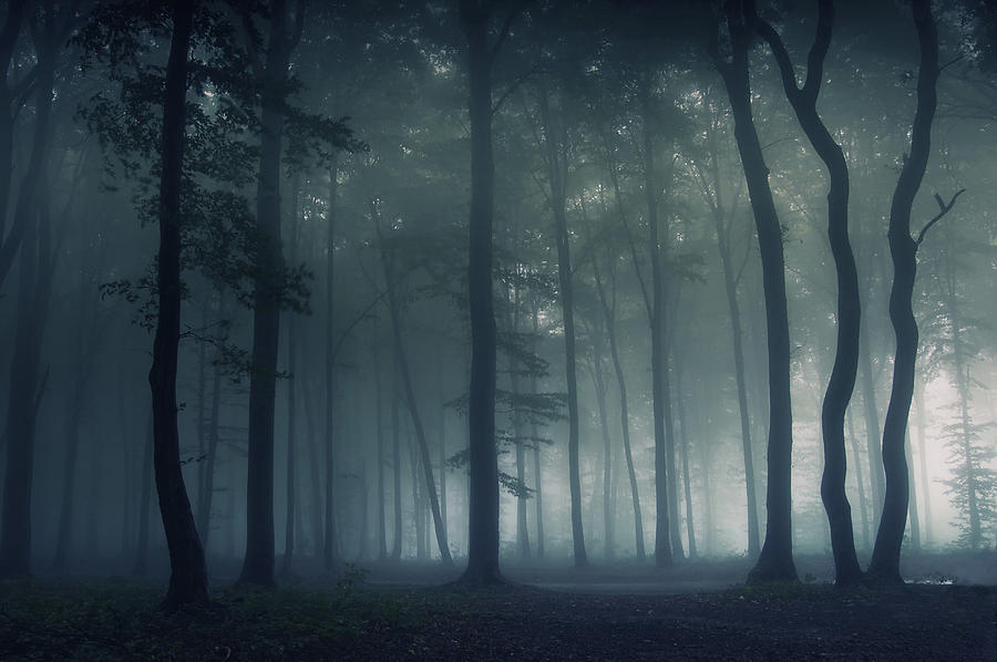 Mysterious Forest Photograph by Photocosma
