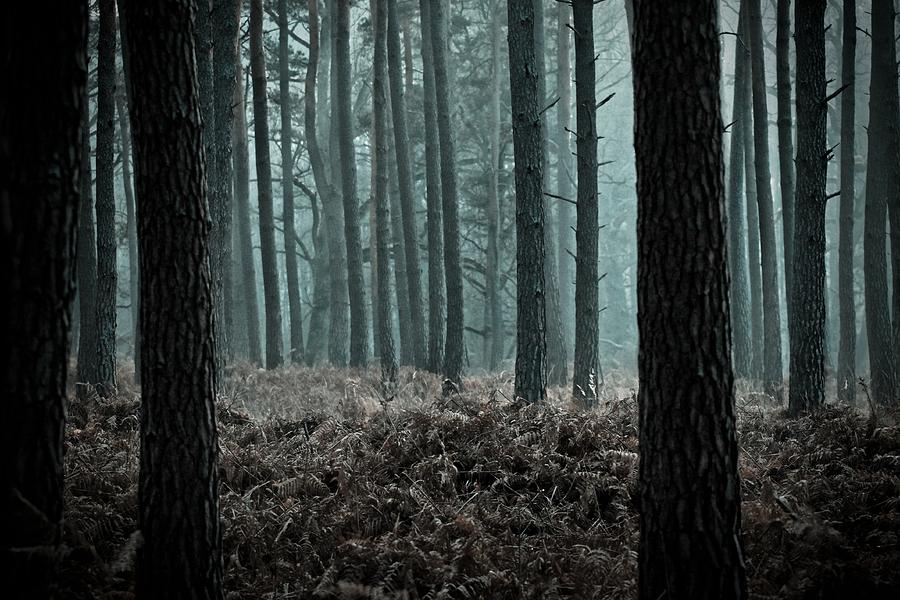 Mysterious forest, Rambouillet, Ile-de-France, France Photograph by Nicolas Le Boulanger