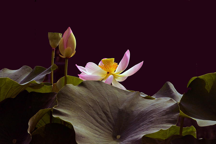 Nature Photograph - Mysterious Lotus by Byron Varvarigos