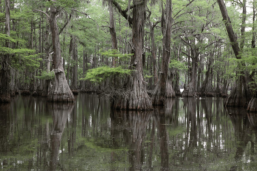 Mysterious Louisiana Swamp Photograph by Kathryn8