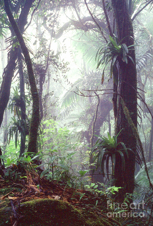 Mysterious Misty Rainforest Photograph by Thomas R Fletcher