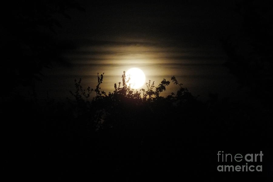 Tree Photograph - Mysterious Moonlight by Ausra Huntington nee Paulauskaite