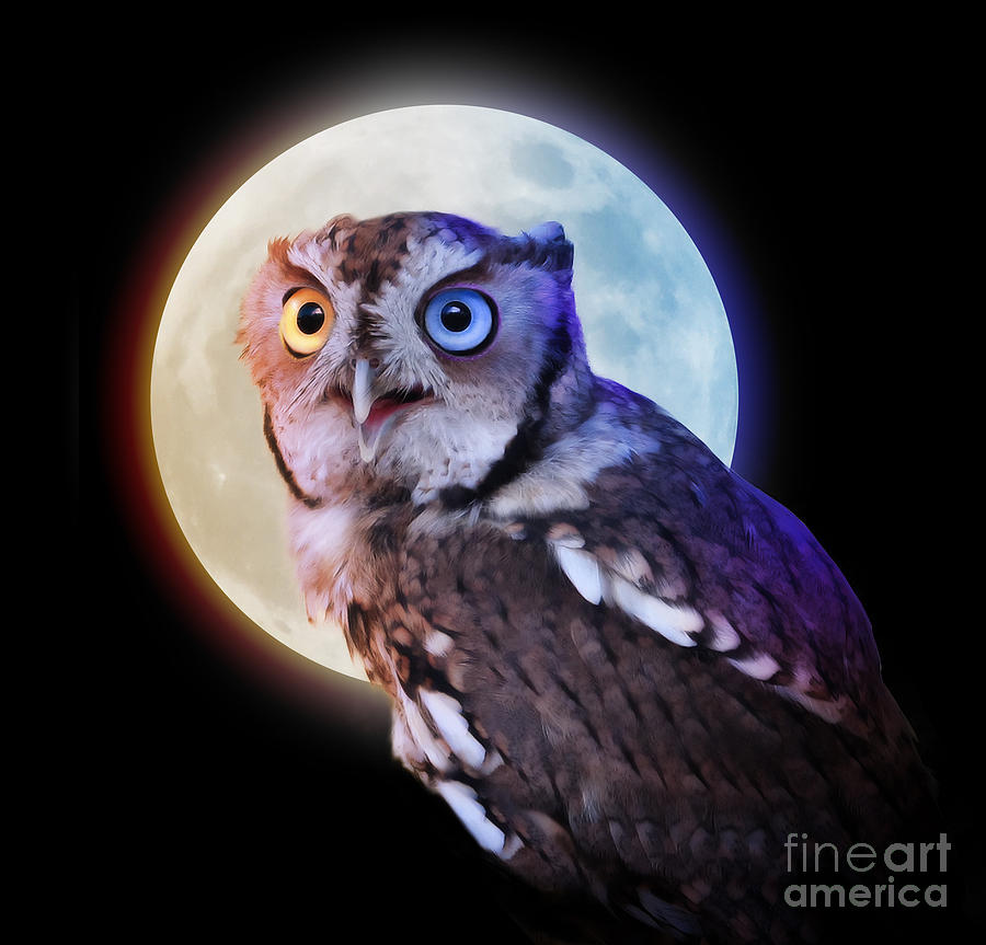 Mysterious Owl Animal At Night With Full Moon by Angela Waye