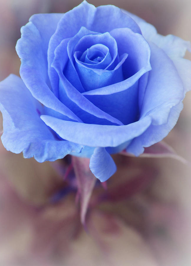 Rose Photograph - Mysterious by The Art Of Marilyn Ridoutt-Greene