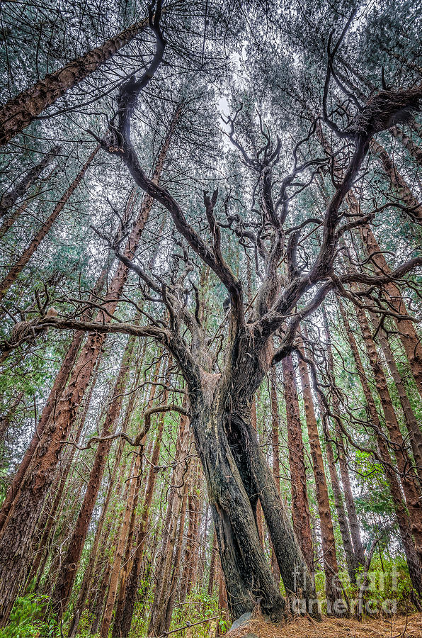 Tree Photograph - Mysterious Tree by Pablo Wong