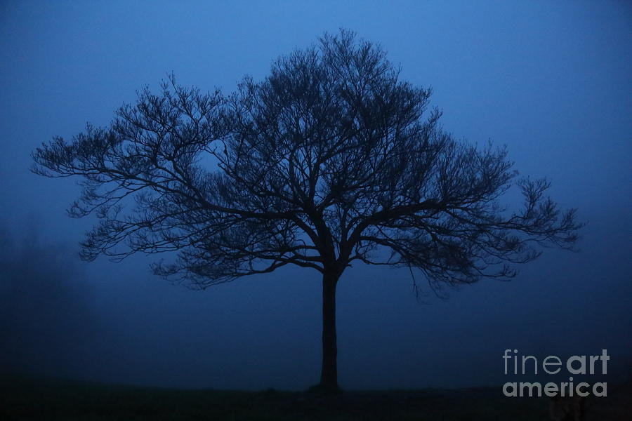 Mysterious Tree Photograph by Robert Loe