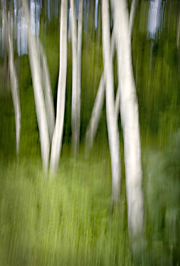 Mysterious White Birch Forest Photograph by Paul Schreiber