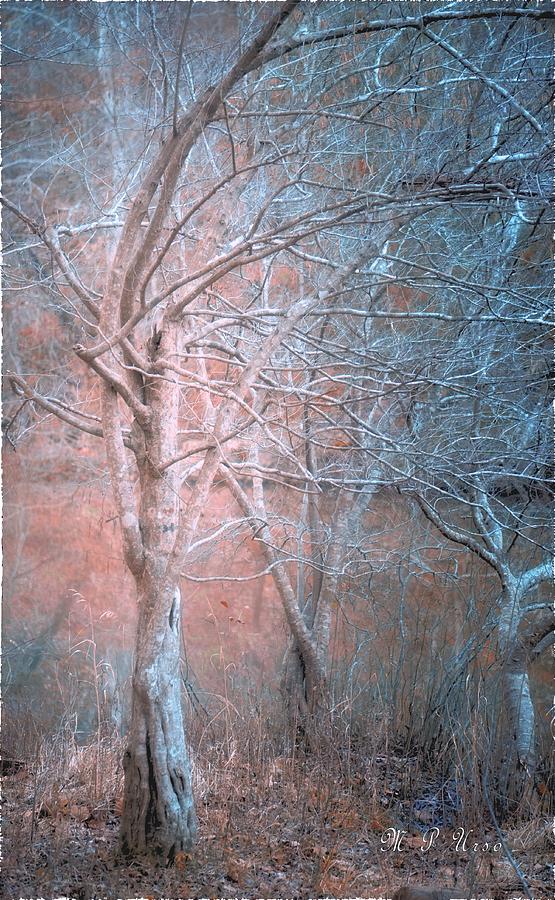 Winter Photograph - Mysteriously Haunting by Maria Urso