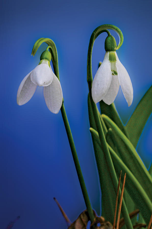 Snowdrop Photograph by Don Wolf