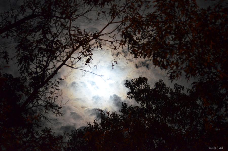 Mystery of Moonlight Photograph by Maria Urso - Fine Art America