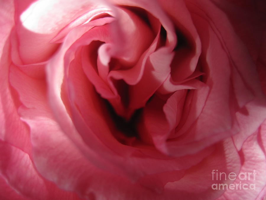 Mystery Pink Rose Photograph by Tara  Shalton