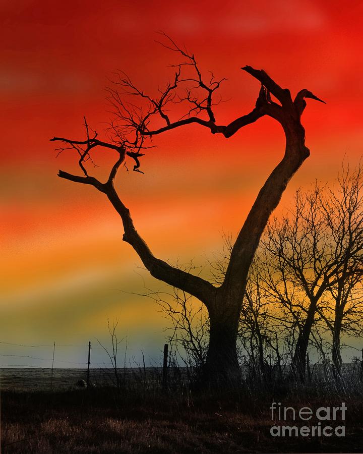 Mystery Tree Photograph by Pattie Calfy