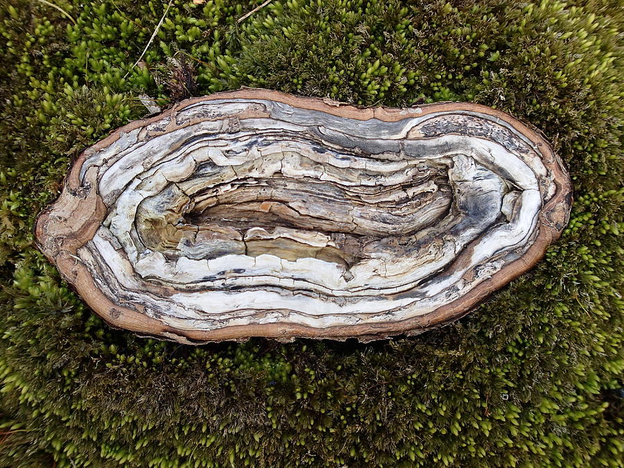 Mystery Wood Photograph by Robert Nickologianis