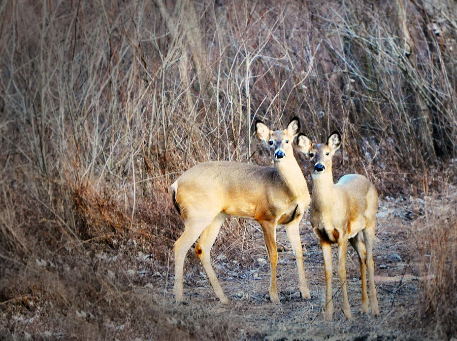 Deer Photograph - Mystic Duo by Marty Koch