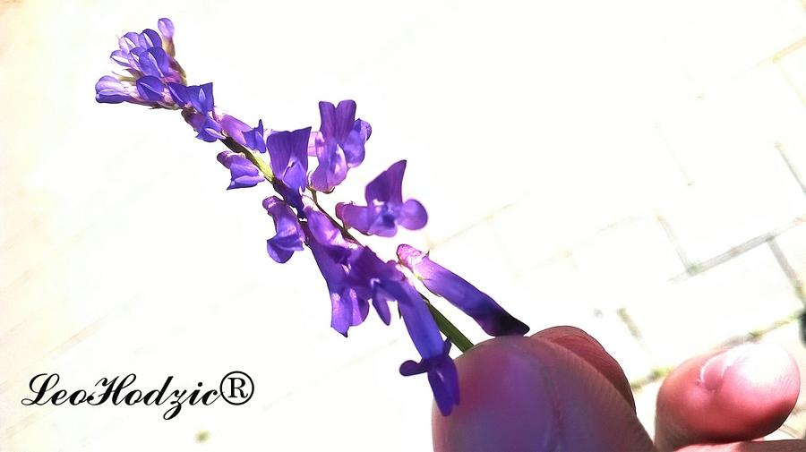 Purple Photograph - Mystic flower by Ajdin Leo