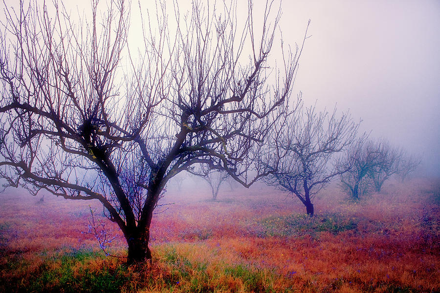 Mystic  Fog Photograph by Zu Sanchez Photography