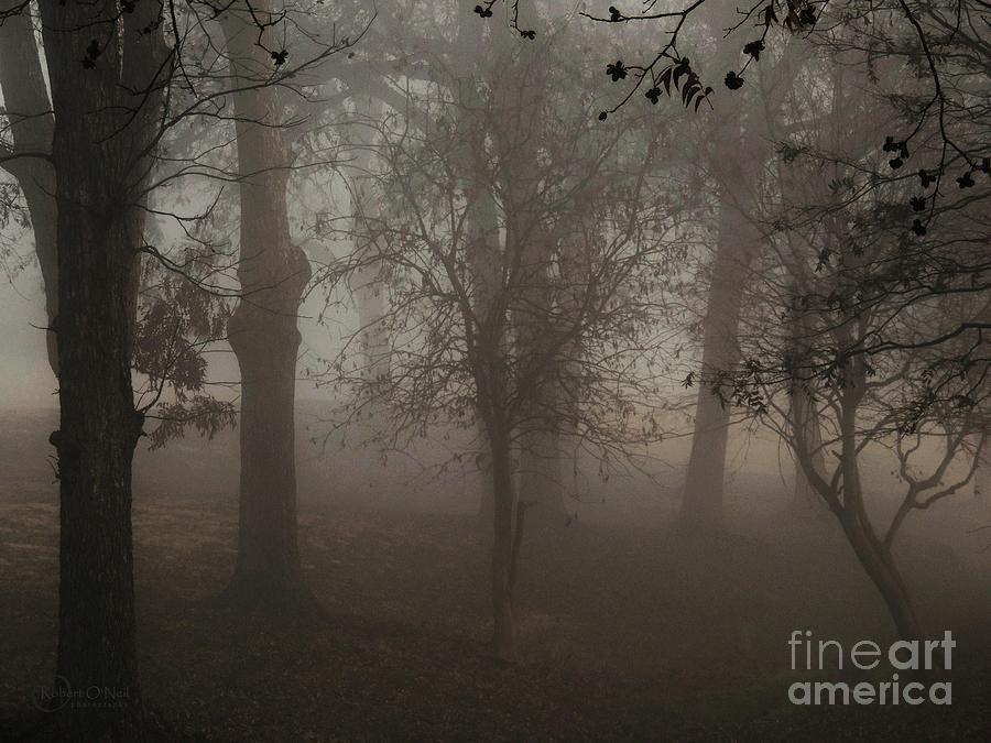 Mystic Forest 005 Photograph by Robert ONeil