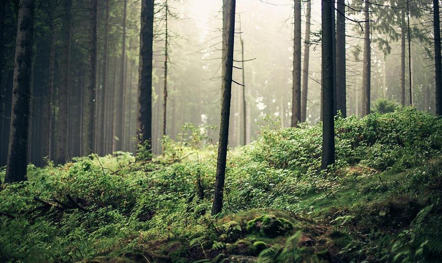 Mystic Forest by Angelika H rschl ger