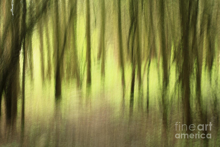 Tree Photograph - Mystic Forest by Inspired Nature Photography Fine Art Photography