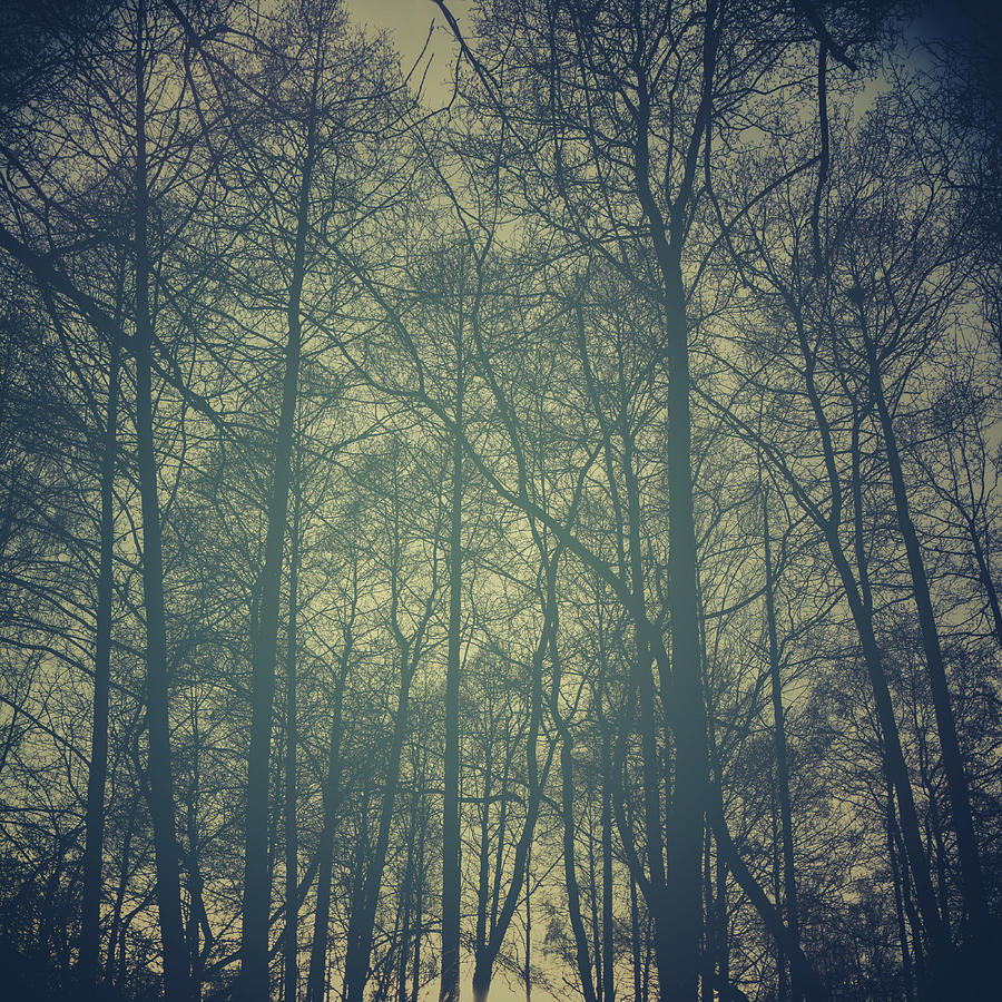 Mystic forest Photograph by Stelios Kleanthous