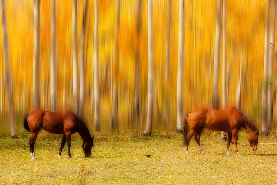 Mystic Horses  Photograph by James BO Insogna