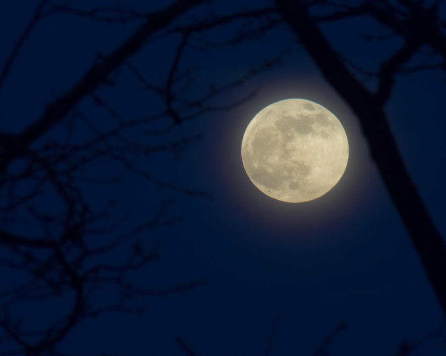 Mystic Moon Photograph by Bill Pevlor