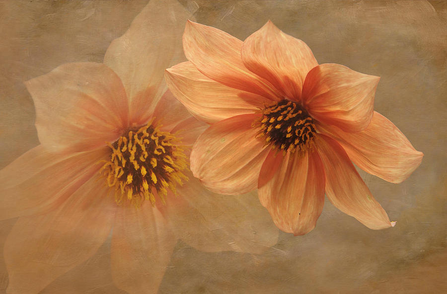 Flowers Still Life Photograph - Mystic Spirit by Angie Vogel