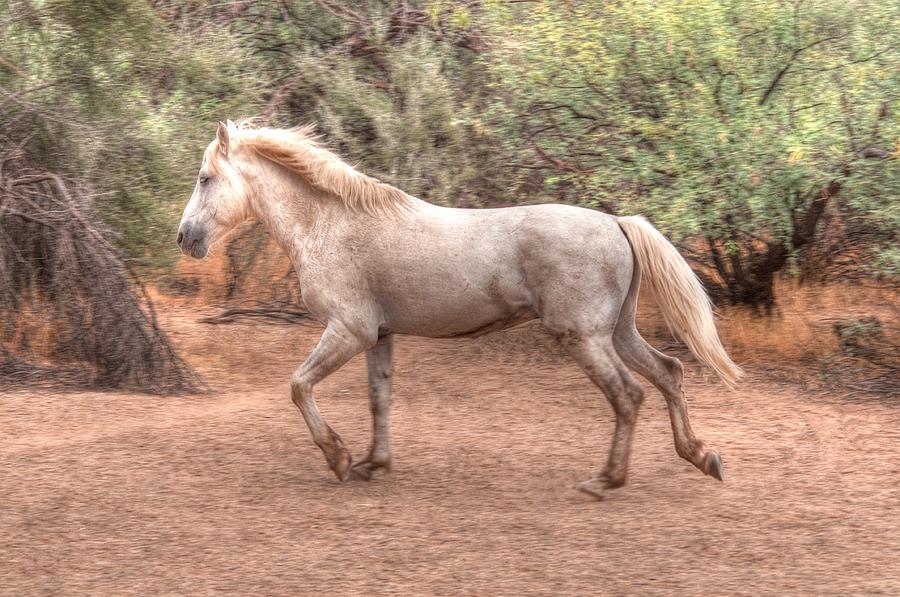 Mystic Wild Horse Photograph by Tam Ryan