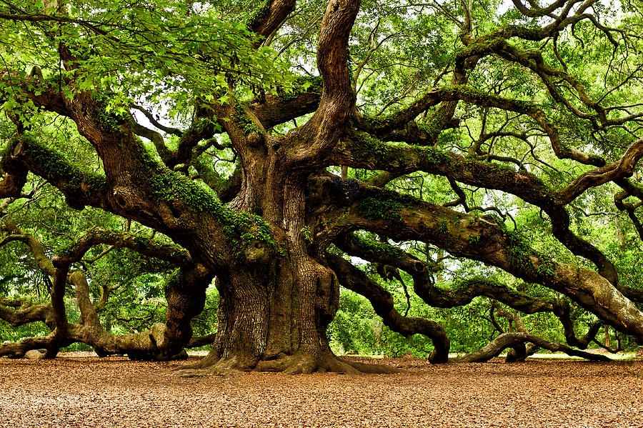 Nature Photograph - Mystical Angel Oak Tree by Louis Dallara