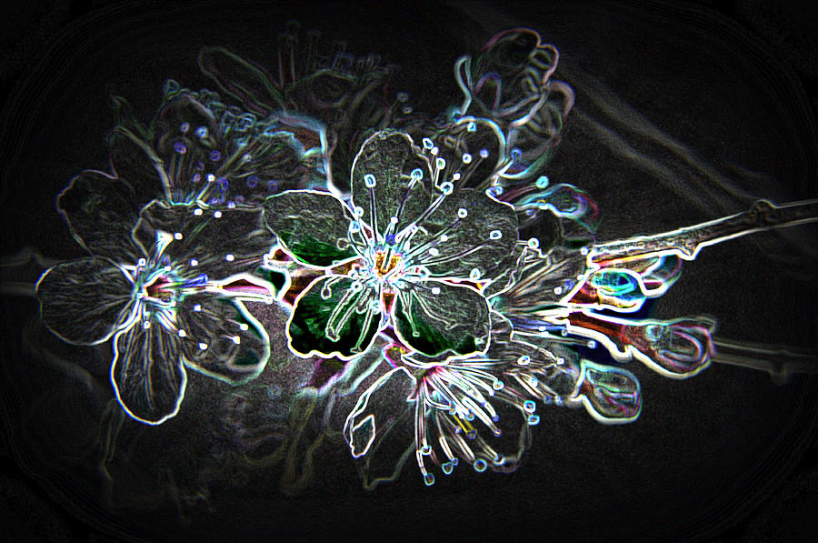 Mystical Blossum Photograph