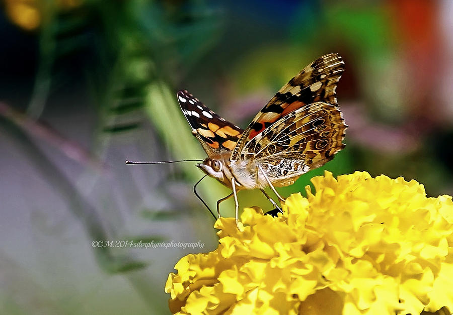 Mystical Flutter Photograph