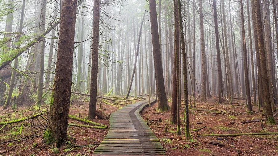 Mystical Forest of British Columbia Photograph by Pierre Leclerc Photography