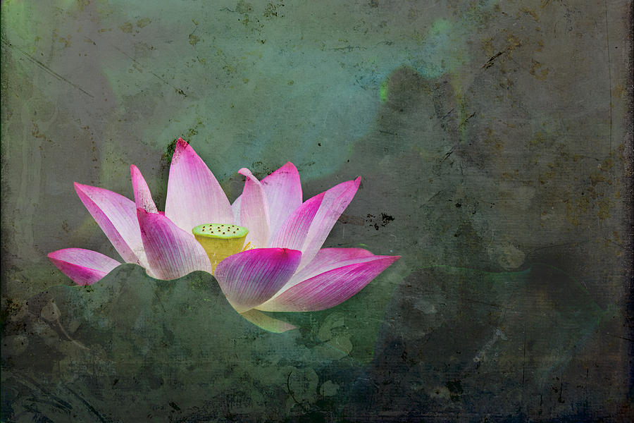 Mystical Lotus Photograph by Jason KS Leung